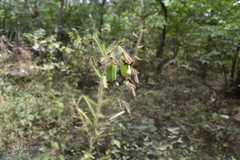 Crotalaria mysorensis